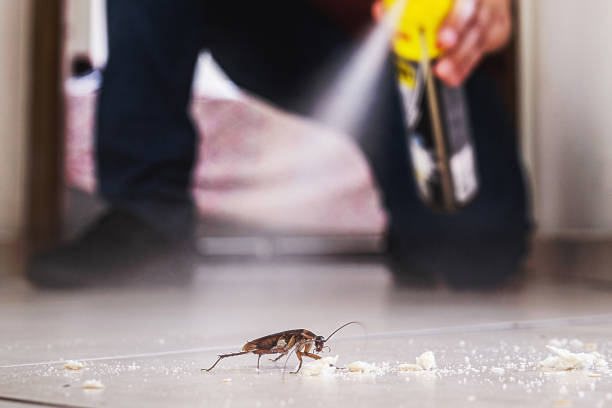 Best Affordable Pest Control Services  in Bushyhead, OK